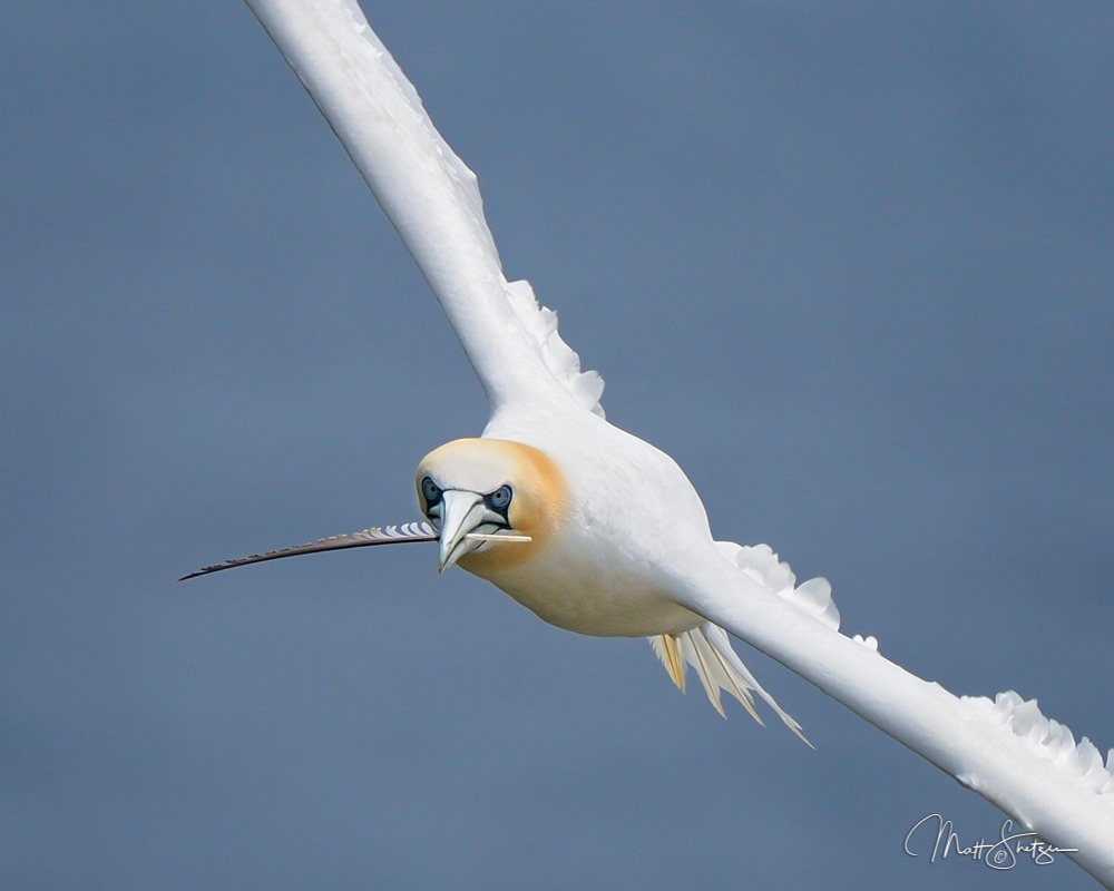 A A Feather for the Nest Northern Gannet