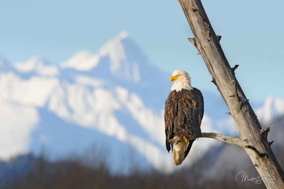 A American Bald Eagle with Mountains