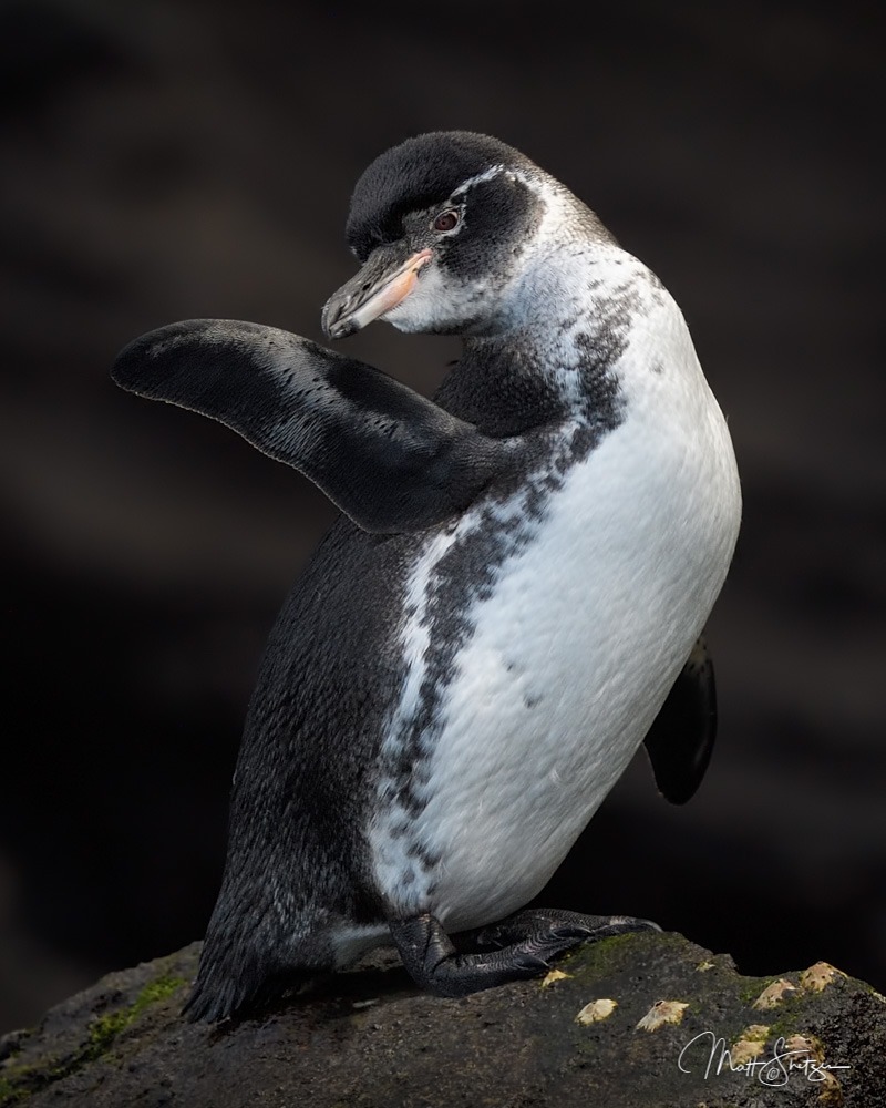 A Galapagos Penguin On Rock
