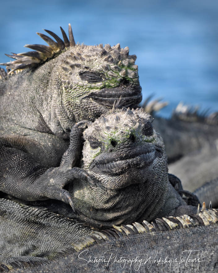 Adorable Marine Iguanas 20200225 151806