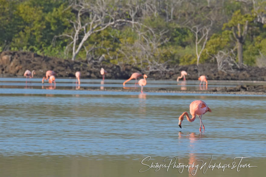 American Flamingos in the Galapagos Islands