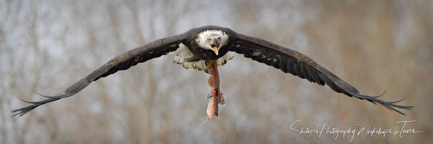 Bald Eagle Carrying Salmon Meat