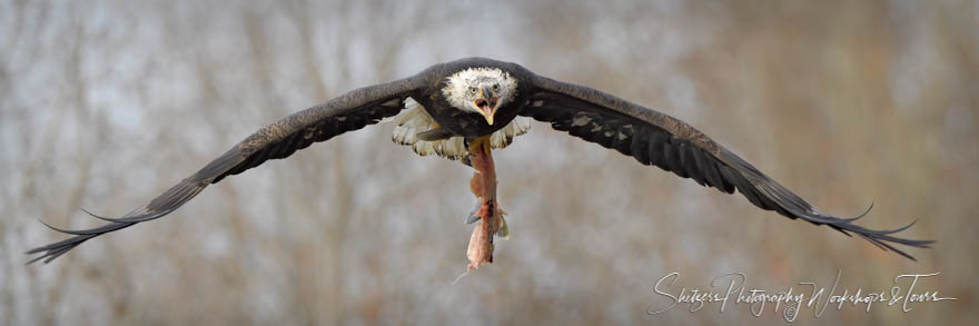 Bald Eagle Carrying Salmon Meat 20191102 123532