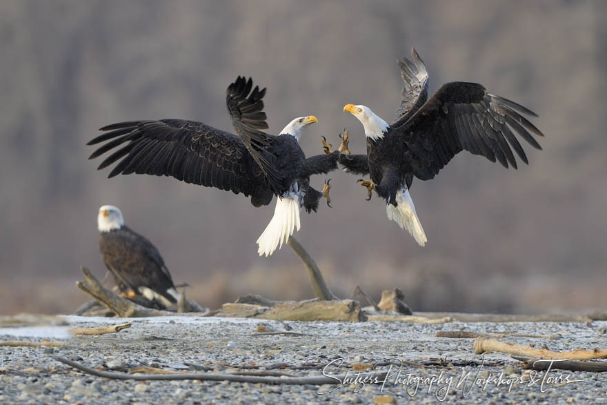 Bald Eagle Fight at Chilkat River