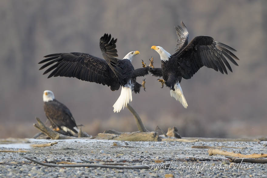 Bald Eagle Fight at Chilkat River 20191112 115218