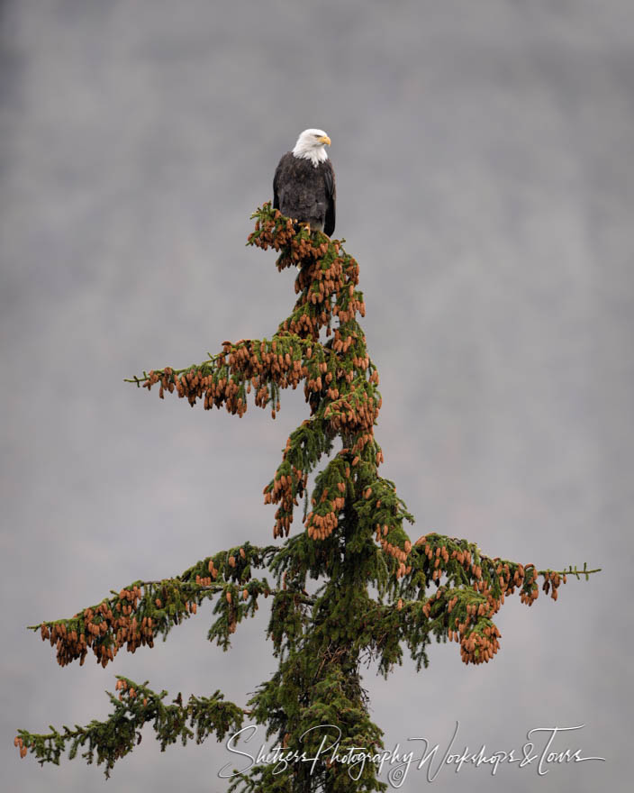 Bald Eagle Perch in Alaska 20191030 150142