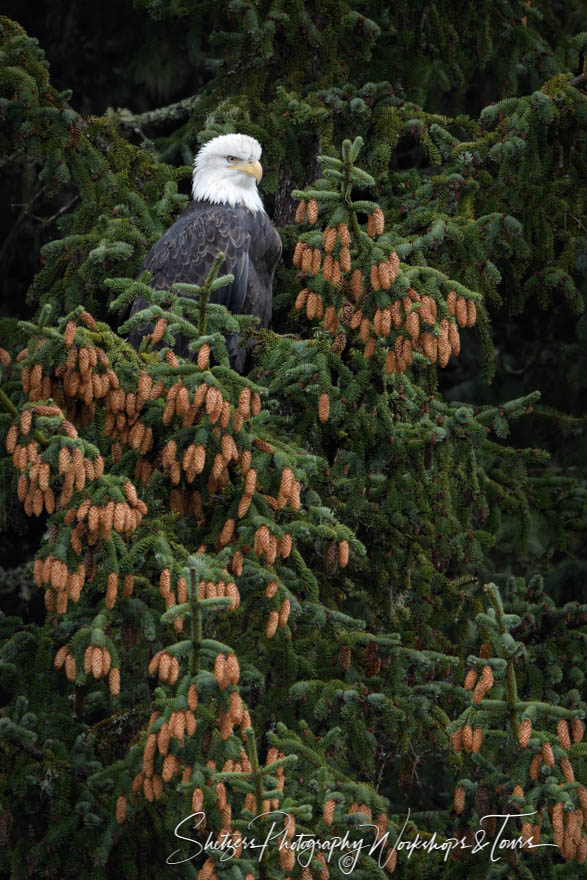 Bald Eagle Tree Branches Photo