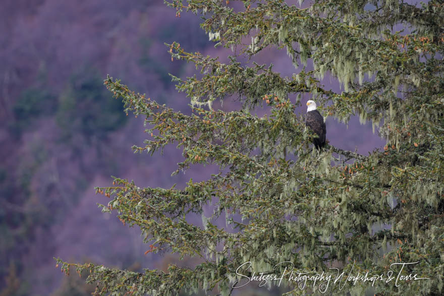 Bald Eagle in Early November Alaska