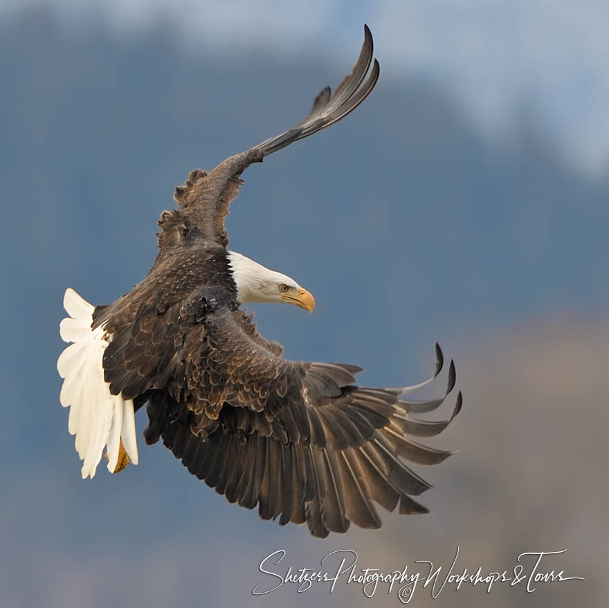 Bald Eagle in Flight Over Chilkat River