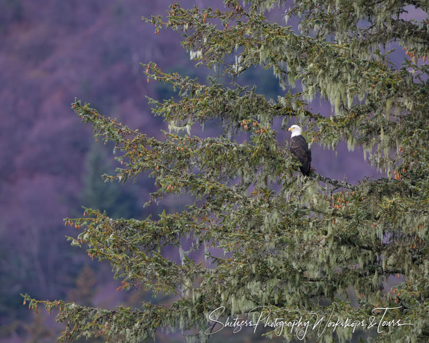 Bald Eagle in Tree with Purple Backdrop