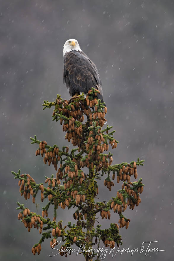 Bald Eagle in Tree with Snow