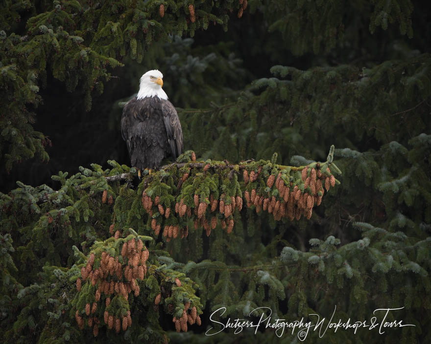 Bald Eagle on Spruce Branch