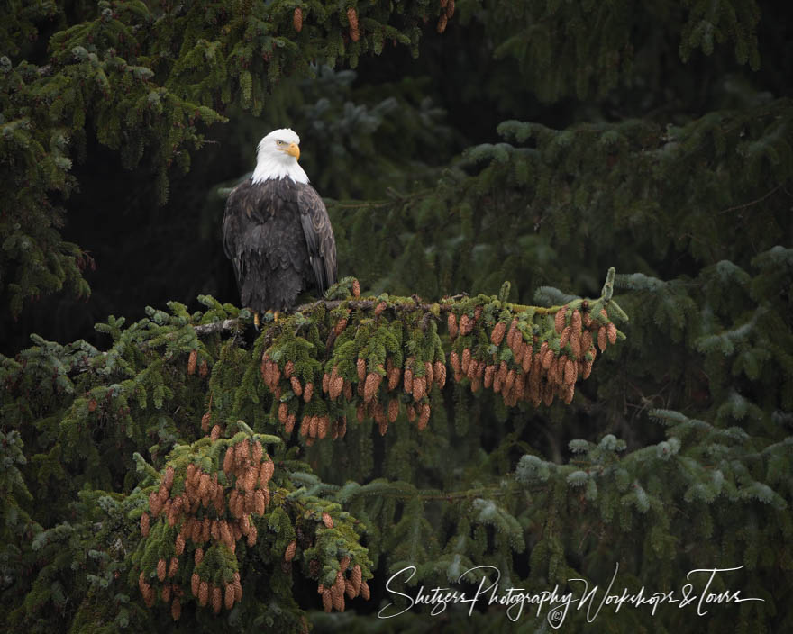 Bald Eagle on Spruce Branch 20191031 133603