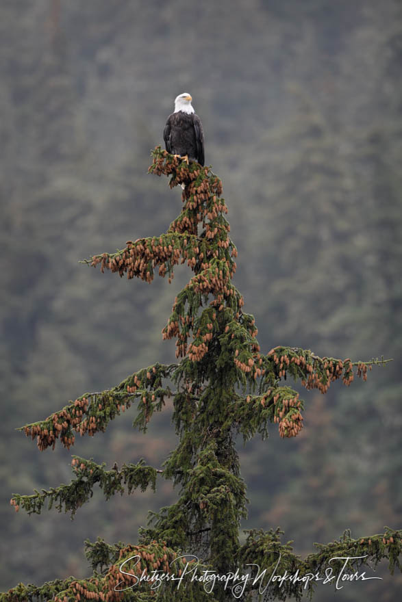 Bald Eagle on Tree Above Chilkoot River
