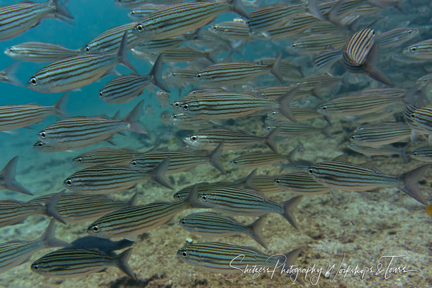 Black Striped Salema in the Galapagos Islands