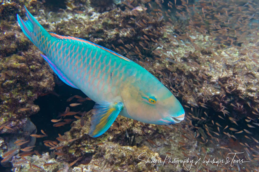 Blue Chin Parrotfish in the Galapagos Islands 20200304 135736