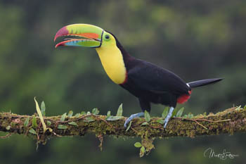 C Keel Billed Toucan in Costa Rica