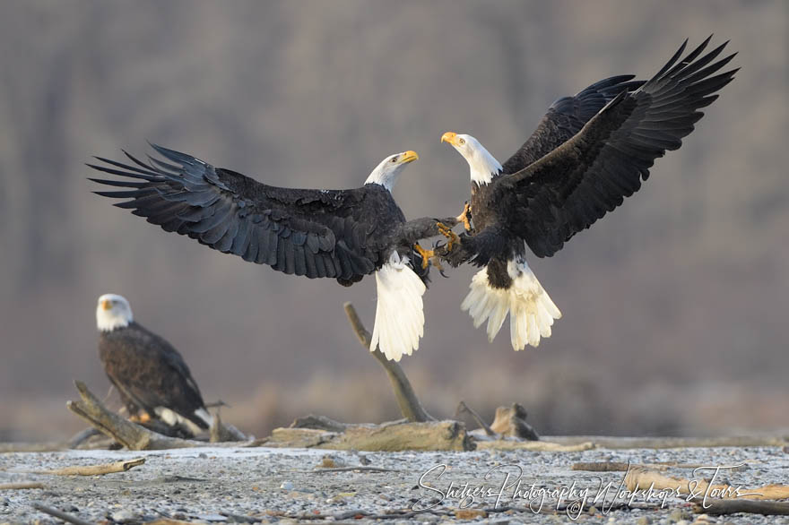 Chilkat River Bald Eagle Midair Battle