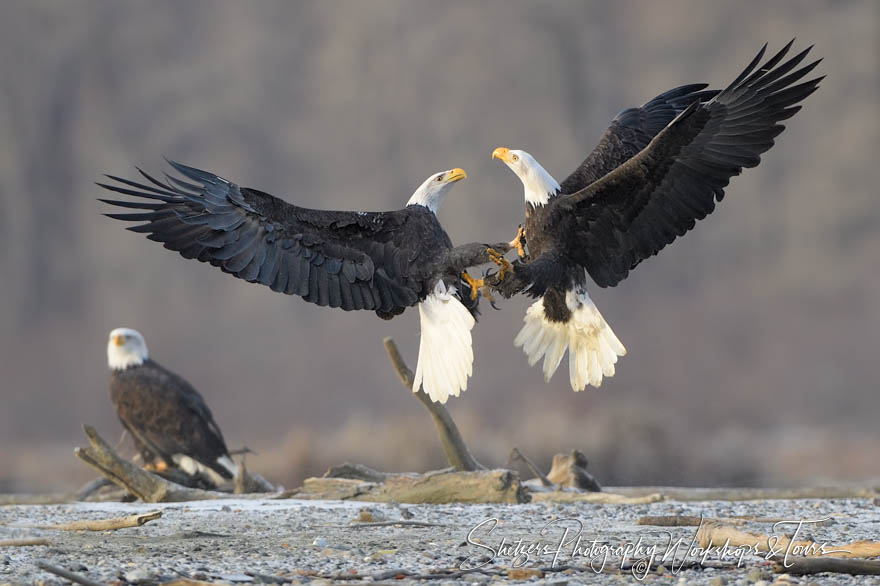 Chilkat River Bald Eagle Midair Battle 20191112 115218