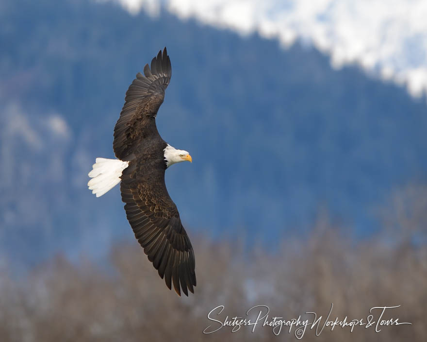 Chilkat River Bald Eagle in Flight