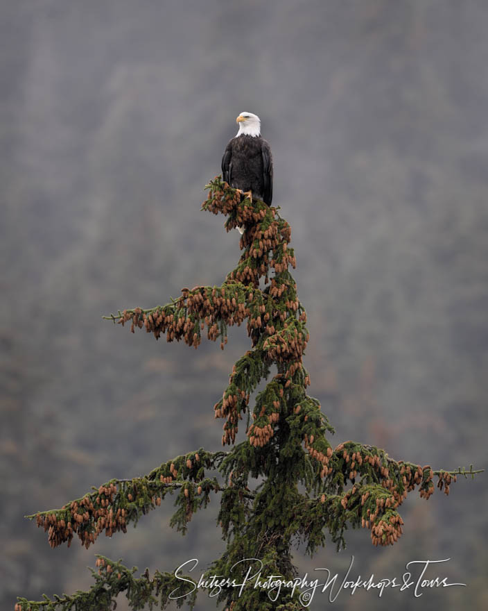 Chilkoot River Bald Eagle