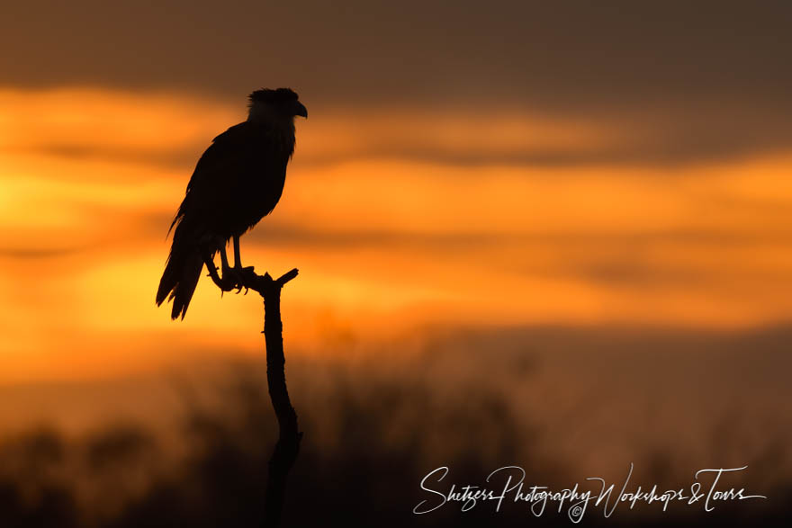 Crested Caracara at Sunrise 20190128 062740