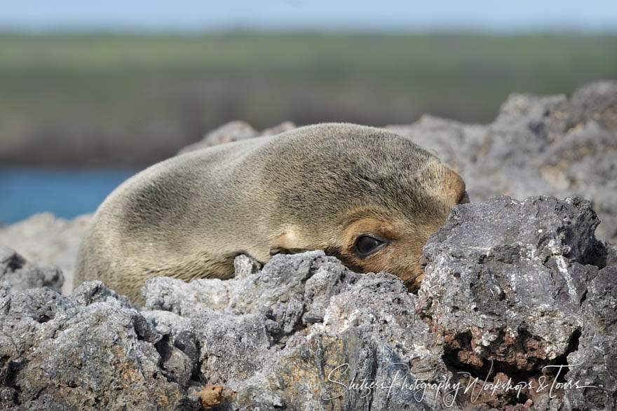 Cute Galapagos Sea Lion 20200226 152630