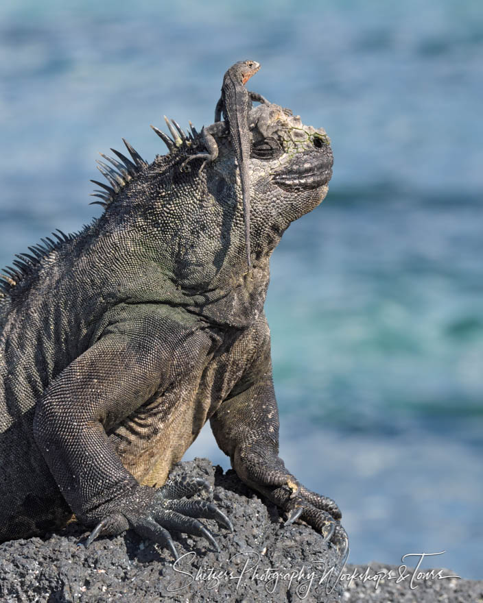 Cute Photo of Marine Iguana with Lava Lizard 20200225 143157