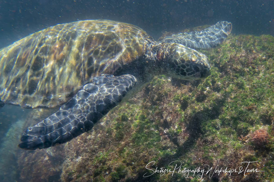 Galapagos Green Turtle 20200225 102021