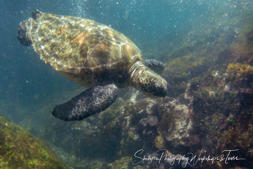 Galapagos Green Turtle Underwater Photo