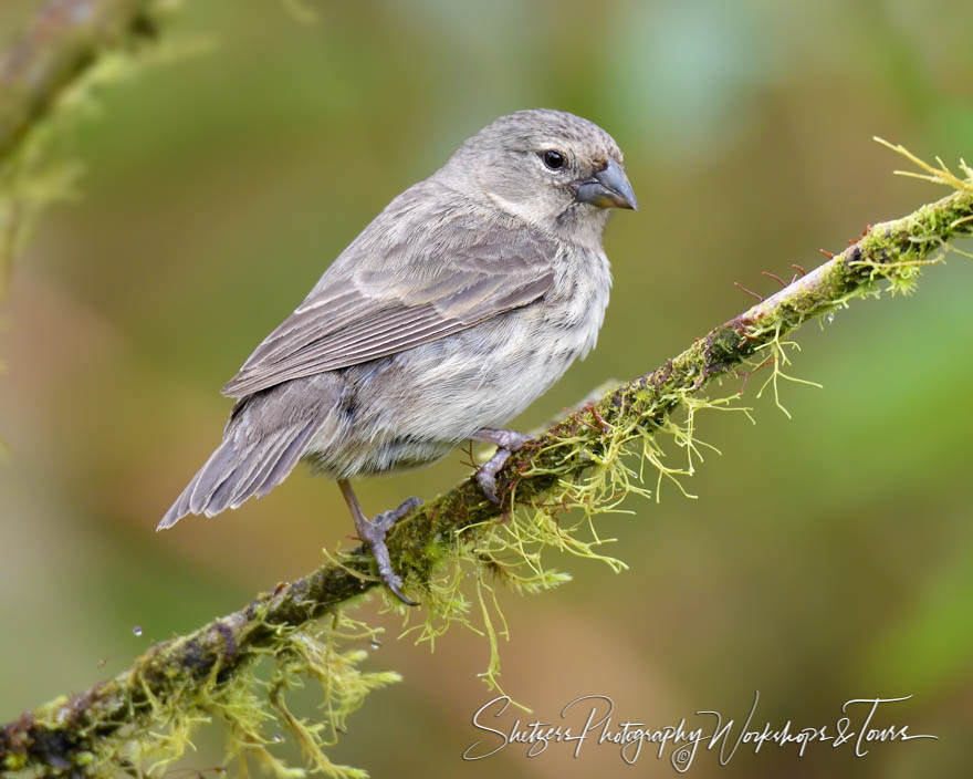 Galapagos Islands Medium Tree Finch 20200228 090031