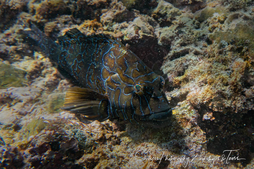 Galapagos Reef Fish 20200229 094346