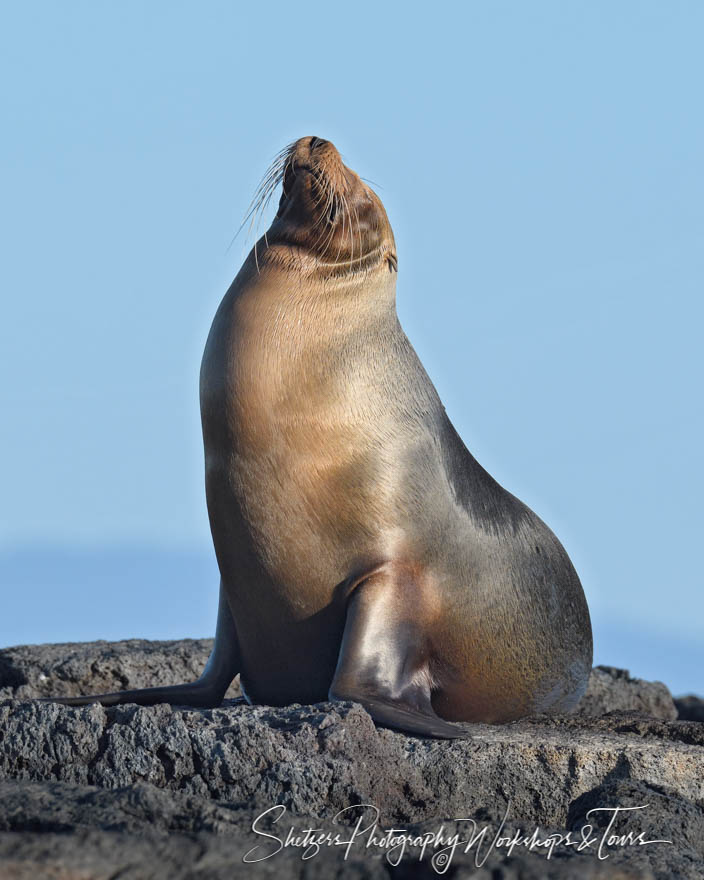 Galapagos Sea Lion 20200227 060010