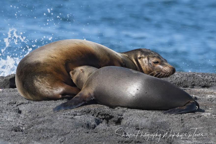 Galapagos Sea Lions on Rocky Shore