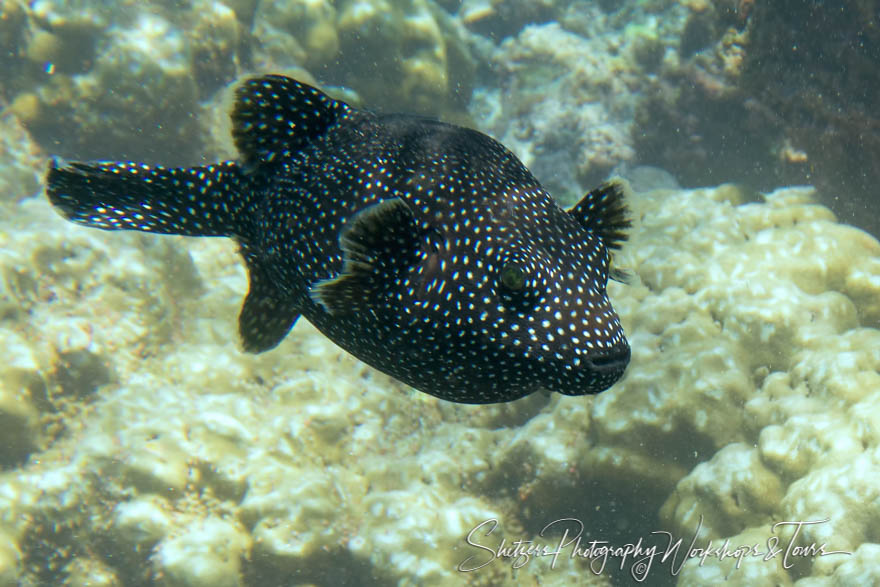 Guinea Fowl Puffer in the Galapagos Islands 20200229 095603