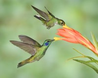 Hummingbird Photo Workshop
