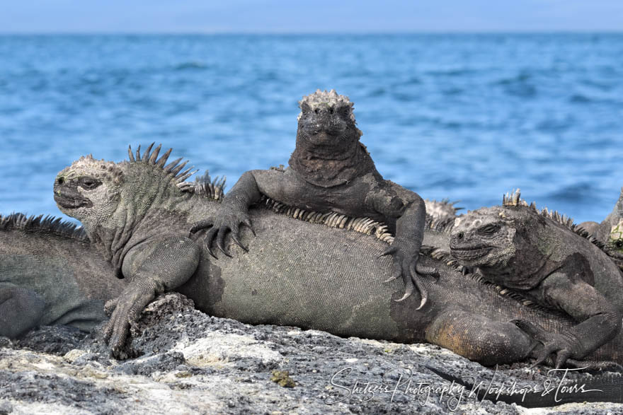 Image of Marine Iguanas in a Pile 20200225 151326