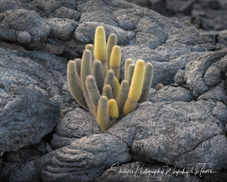 Lava Cactus in the Galapagos Islands