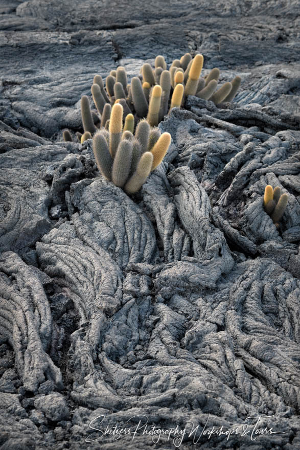 Lava Cactus on Volcanic Rock