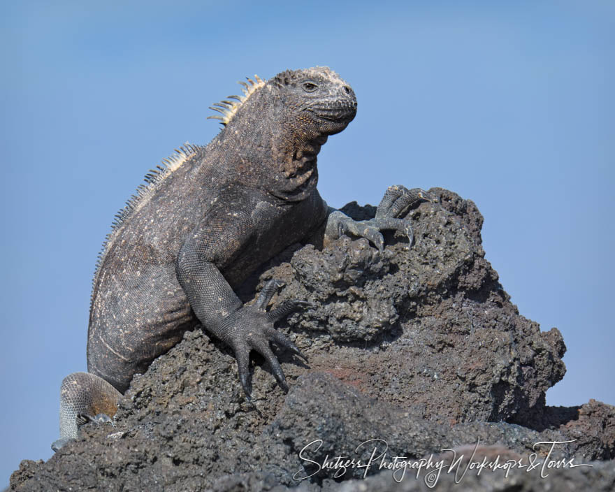 Marine Iguana on Lava Rock