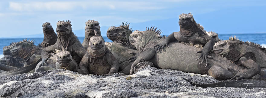 Marine Iguanas on the Beach at Punta Espinoza 20200225 151440