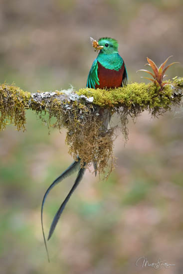 Resplendent Quetzal Feeding Chick 20190422 090658