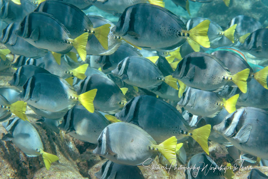 School of Yellowtail Surgeonfish