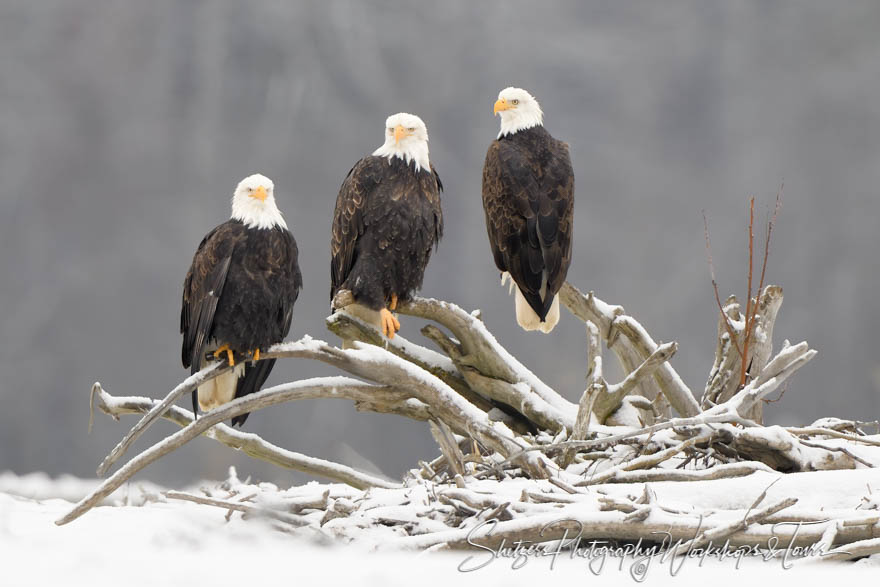 Three Bald Eagles in a Field of Snow