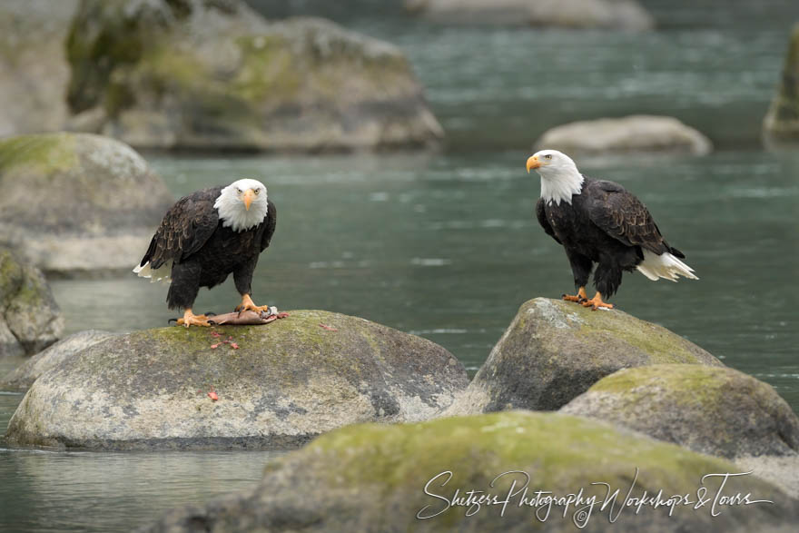 Two Bald Eagles on River Rocks