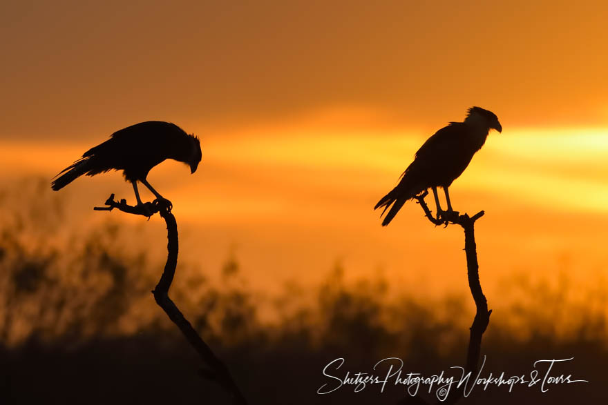 Two Crested Caracaras in South Texas
