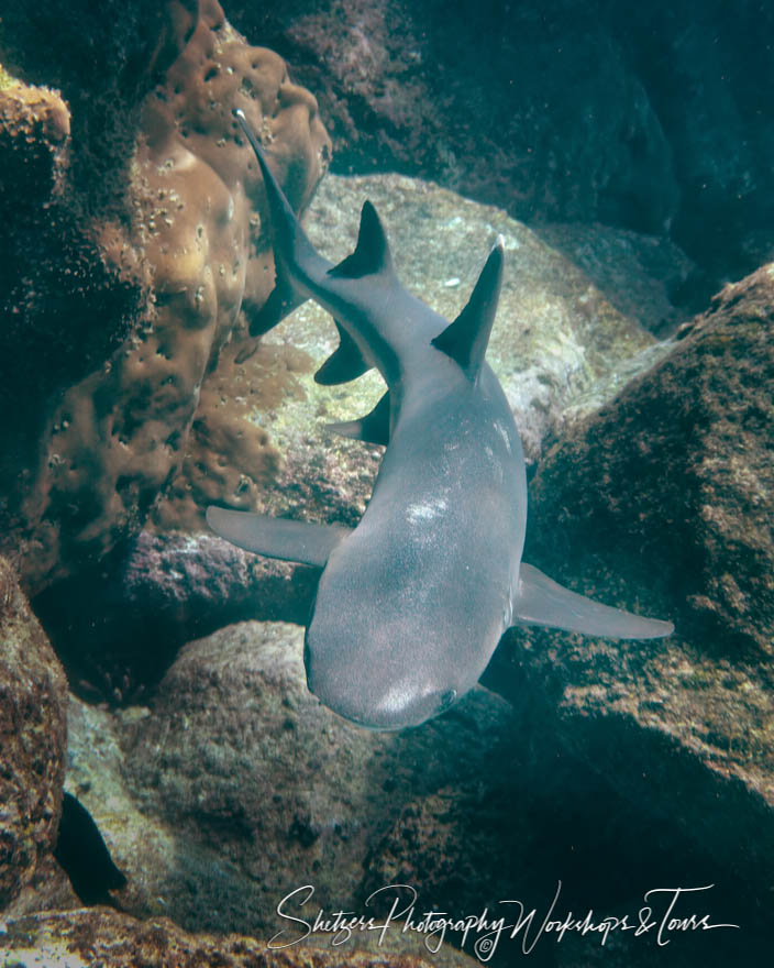 Whitetip Reef Shark Underwater