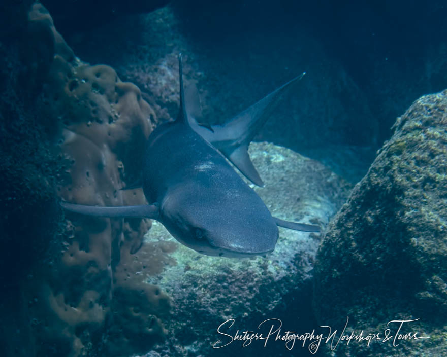 Whitetip Reef Shark in the Galapagos 20200224 094357