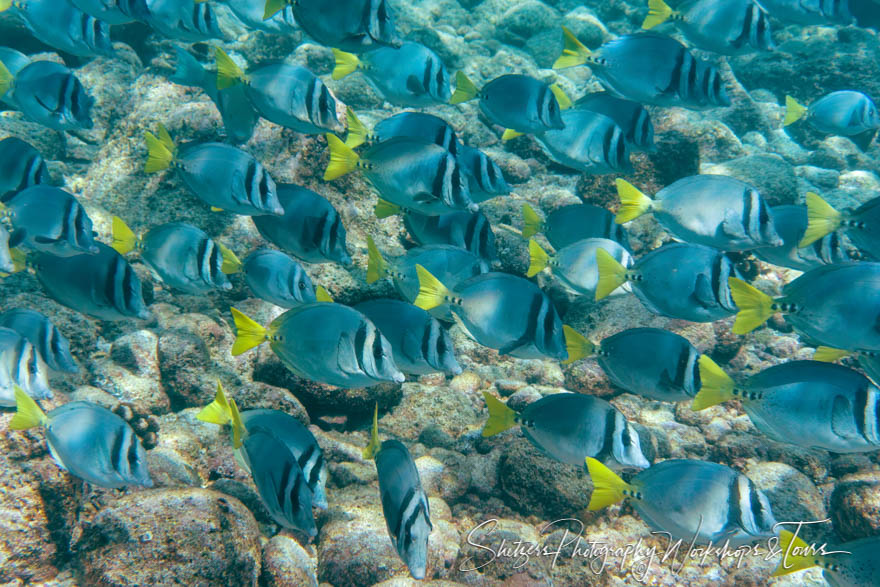 Yellowtail Surgeonfish in the Galapagos 20200224 090514