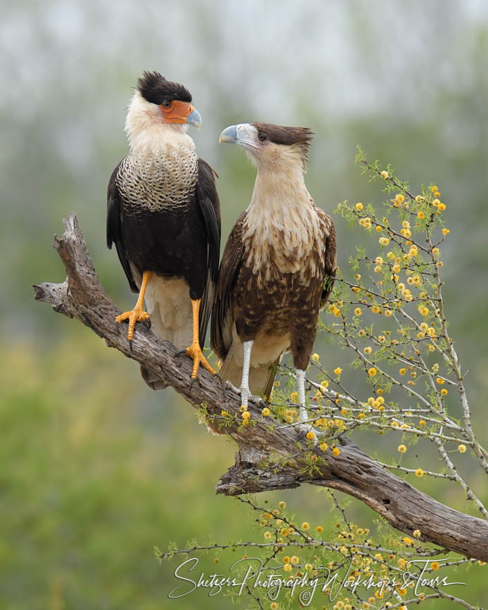 Adult and Juvenile Caracara 20190307 091415